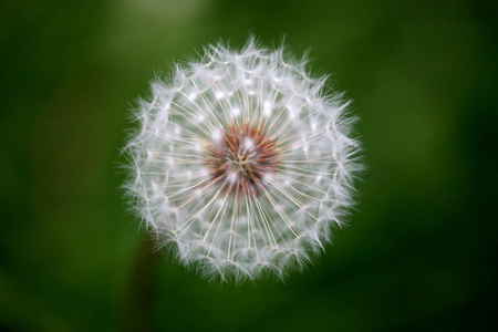 Ball Of Light - nature, dandelion