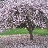 Magnolia Tree in Bloom