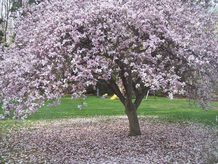 Magnolia Tree in Bloom - fallen flowers, blossoms, magnolia tree