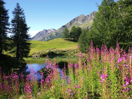 Spring Flowers - flowers, trees, landscape, lake, spring, mountains