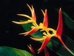 Flowering Heliconia