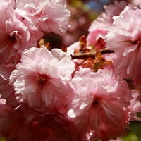 Pink Blossoms