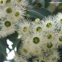 Flowering Gum Tree