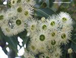 Flowering Gum Tree