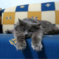 Worn out kitty
