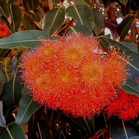 Eucalyptus Flowers