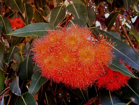 Eucalyptus Flowers - tree, australia, eucalyptus flowers