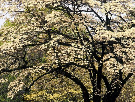 Flowering Dogwood, Kentucky - flowering tree, dogwood, kentucky