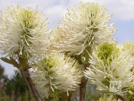 Flowering Shrub - white flowers, shrub