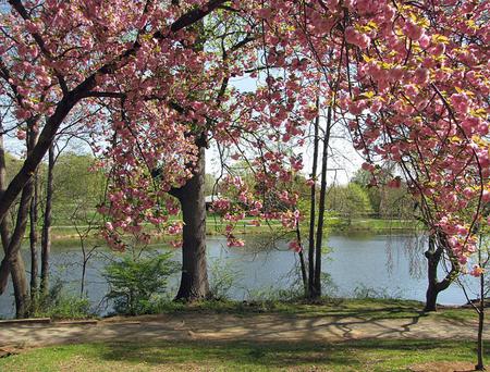 Flowering Tree  - park, flowering tree, pond