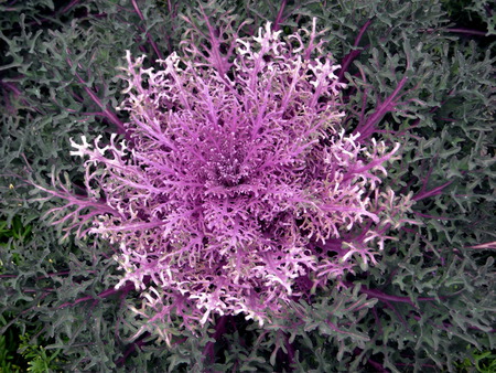 Flowering Kale - ornamental cabbage, flowering kale