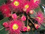 Flowering Gum Tree