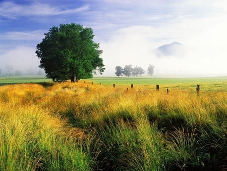 Spring Field - lone tree, tall grasses, field, low clouds