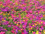 Field of Flowers