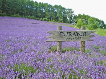 Furano Winery - lavender flowers, field, trees, winery sign