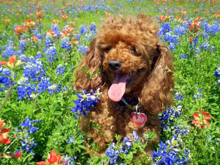 Dog in flowers - flowers, dog, field