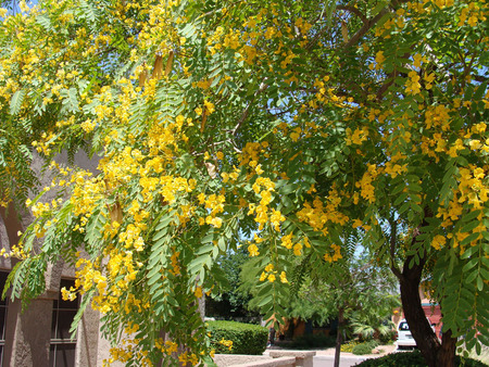 Flowering Wattle Tree - wattle flower, native tree, australia