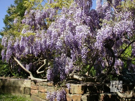 Wisteria Tree - flowering wisteria, timber fence, bricks