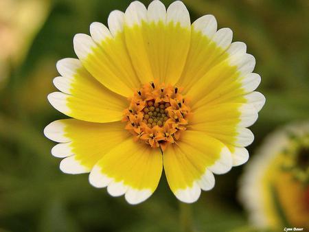 Yellow Flower - white edged, garden, bright yellow flower