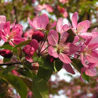 Crab Apple Tree