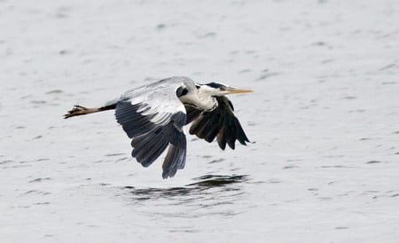 Grey Heron - wetland, wings, ardea cinerea, water, reservoirs, lakes, flying, grey heron, beak, fish