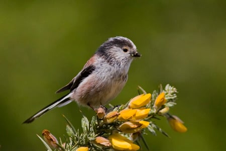 Long-tailed tit - bird, long, spring, tit, tail, aegithalos caudatus, wings, beak, little, long-tailed tit