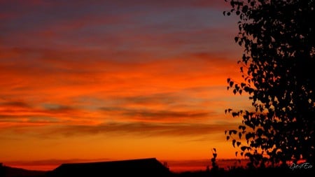 Sunset Over the Barn - widescreen, sunset, barn, washington, tree