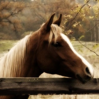 Autumn Horse