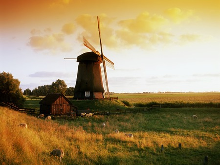 Windmill In The Netherlands - Autumn, Fall, grass, sheep, barn, field, farm, sky, netherlands, holland, clouds, house, trees, fences, fields, fence, rays, windmill