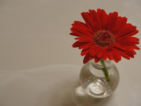 Gerbera Daisy - Sweet Simplicity - vase, daisy, gerber, simple, gerbera