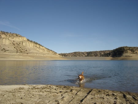 CASH - lab retriver, dog swimming, canine maters, swimmer dog