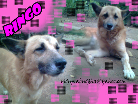 Ringo - pet, cute, doggy, faithful