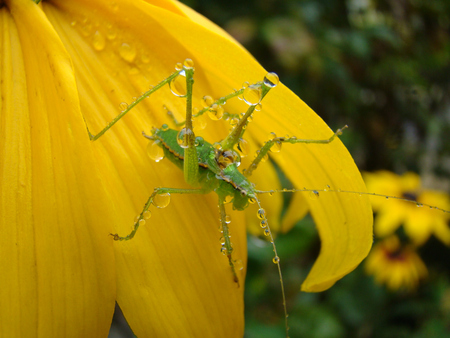 Green - animals, water, green