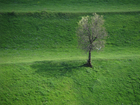 tree - beauty, tree, green