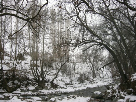 winter - beauty, white, winter, forest