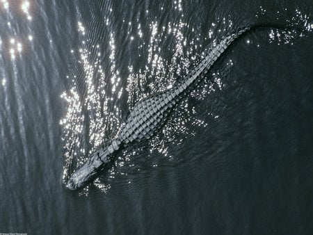 American Crocodile - predator, sea, reptiles, animals, crocodile