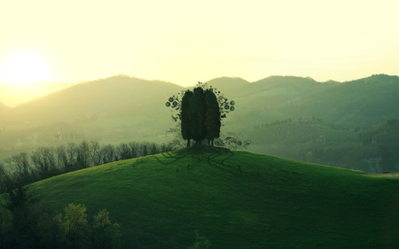 Ever Green - ever, evergreen, green, tree, flood