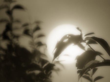 Moon Leaves - moon, leaves, night