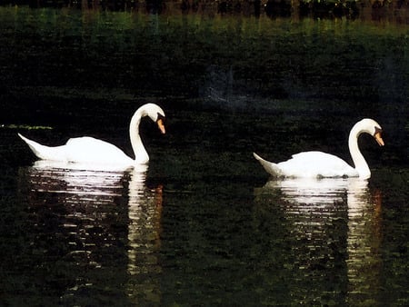 Two Swans - birds, swans, swan