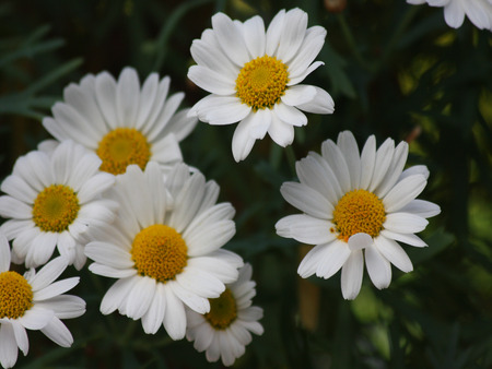 Daisies - white, daisies, flower