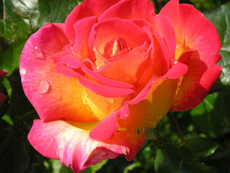 Raindrops - raindrops, photography, red, rose, flower