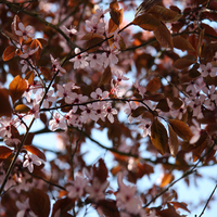 Cherry Tree