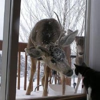 Deer, meet Cat