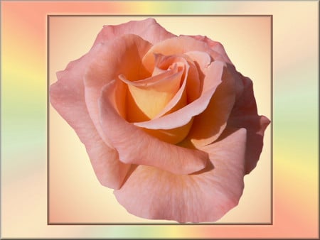 Pink rose - flowers, roses