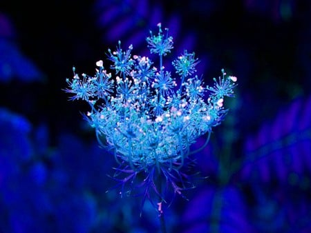 Blue flower - flowers, 3d