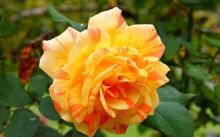 Rose - one, orange, flower, rose