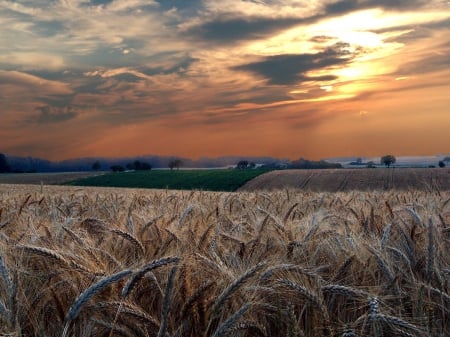 Wheat fields - wheat, sunset, nature, fields