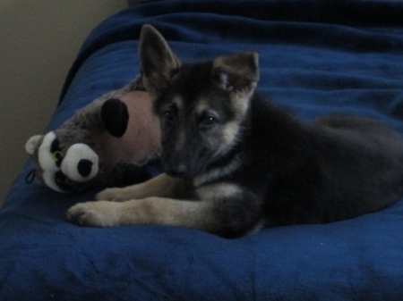 Sage with her racoon - dog, german, pup, shepherd