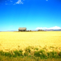 House In The Field