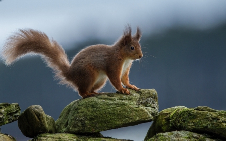 * - animal, stones, squirrel, animals